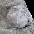 Blastoid (Pentremites) Fossil - Illinois #60119-1